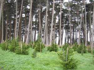 Reforestation at the Presidio