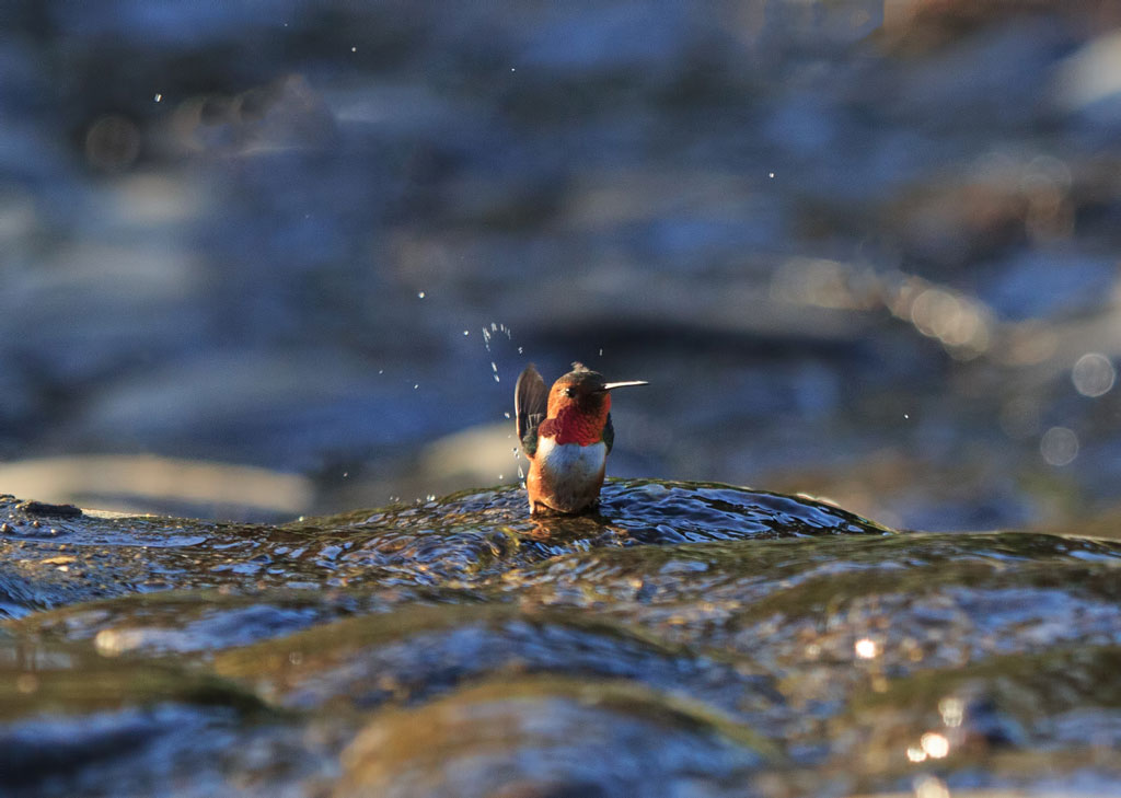 Hummingbird with orange feathers flapping over water