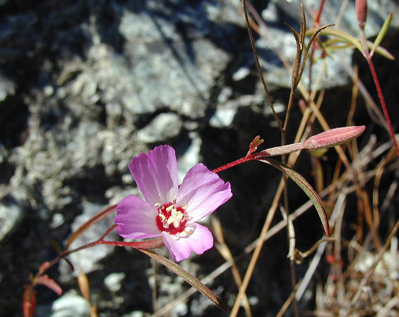 Close-up of pink flower