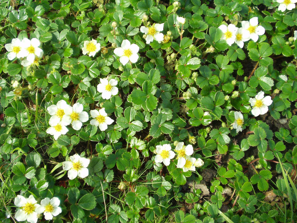 Strawberries with flowers and green leaves growing