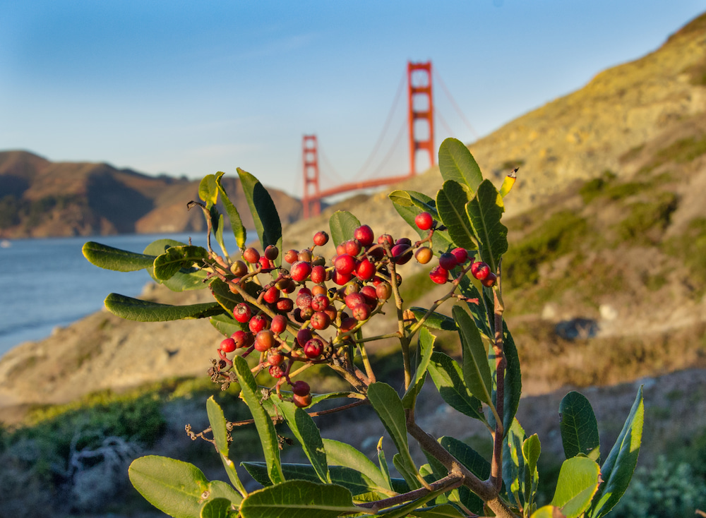 Christmas berries in the Presidio