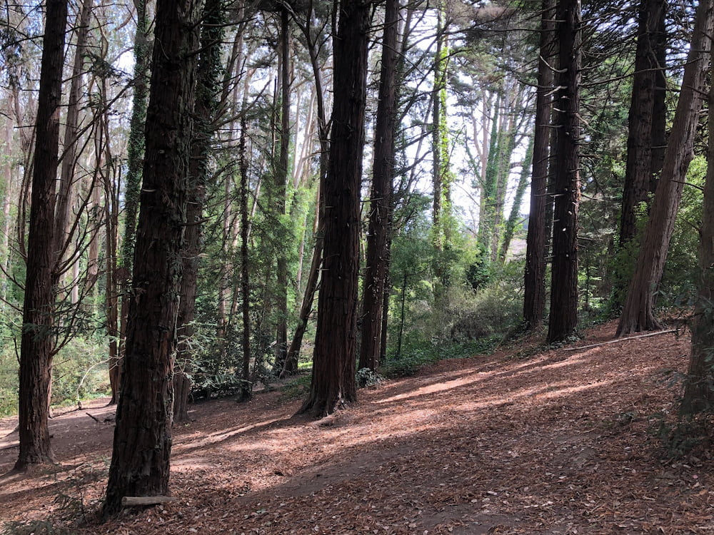 Redwoods along the Ecology Trail.