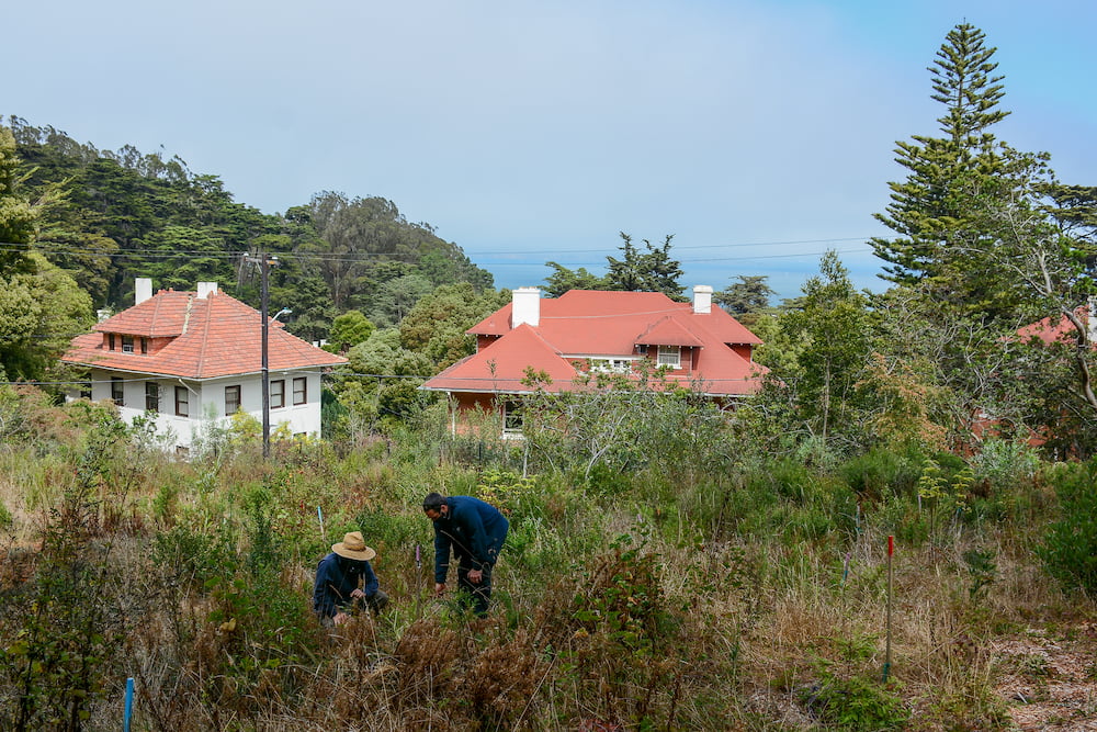 Native plants now fill out the understory and the redwoods thrive 21 months later at Thomas Grove.