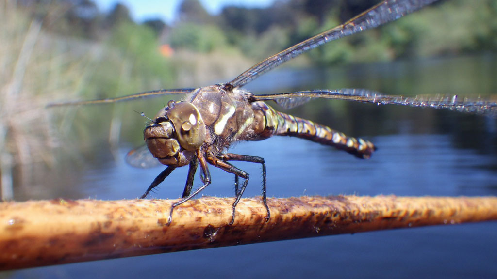 Close-up of winged insect