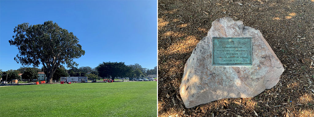 Bicentennial Tree and plaque