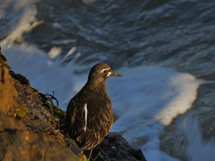 A black turnstone bird at Marshall’s Beach.