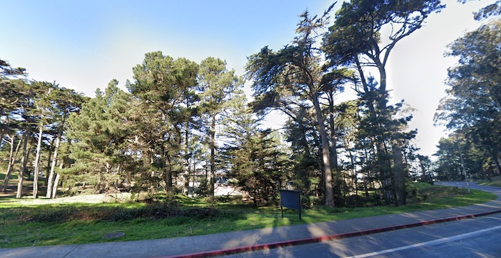 Aging trees at the Cavalry Bowl reforestation site.