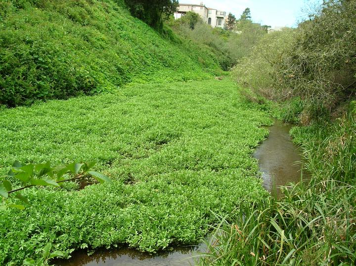 Lobos Creek