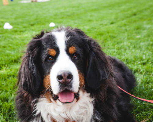 Bernese Mountain Dog named Solo.