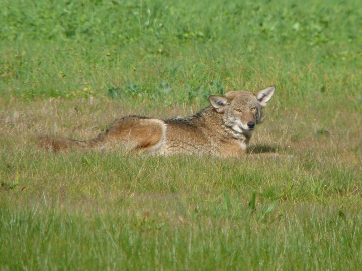 Coyote lying on the grass in the Presidio.