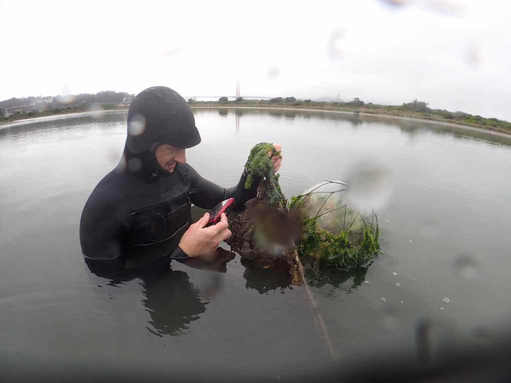 Man in scuba gear in the water at Crissy Marsh.