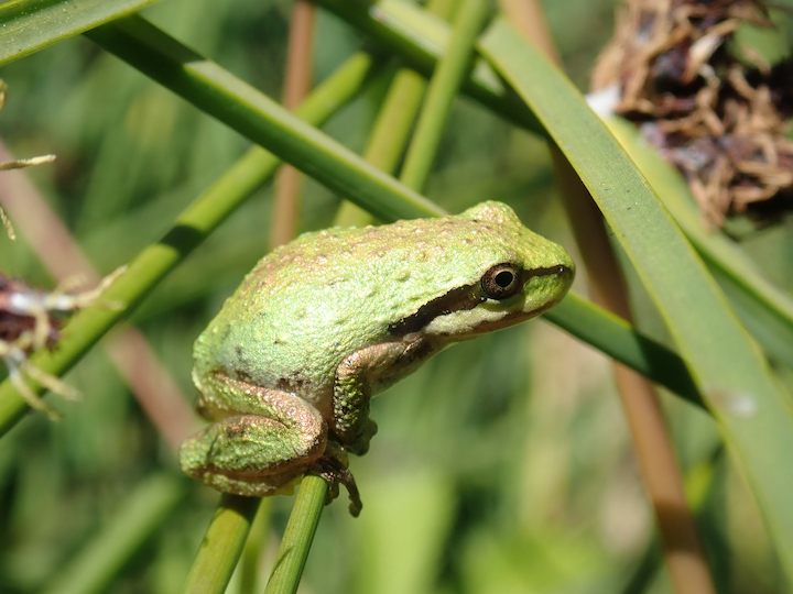 Pacific Chorus Frog.