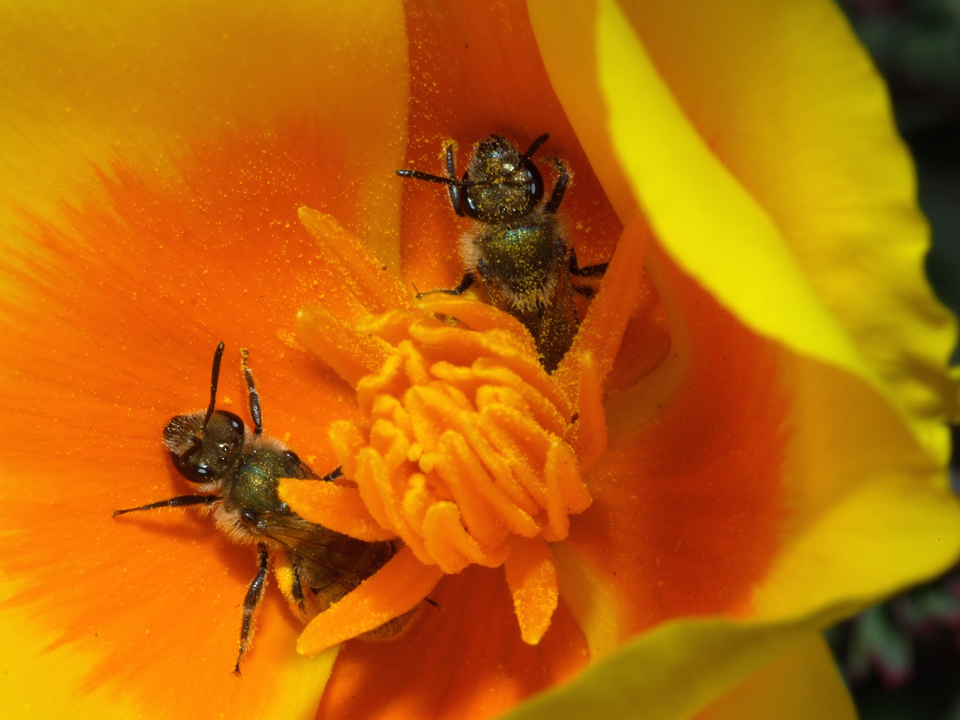 2 Sweat Bees in a Poppy Lobos Dunes