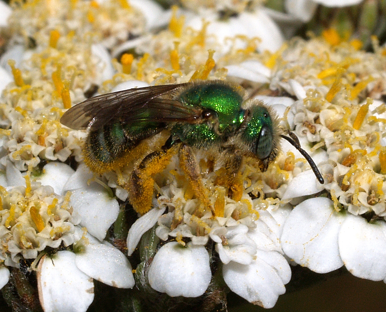 Green Sweat Bee