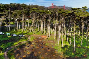 Aerial view of Park Boulevard planting