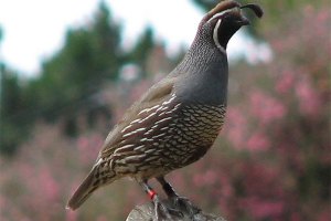 Male banded bird perched