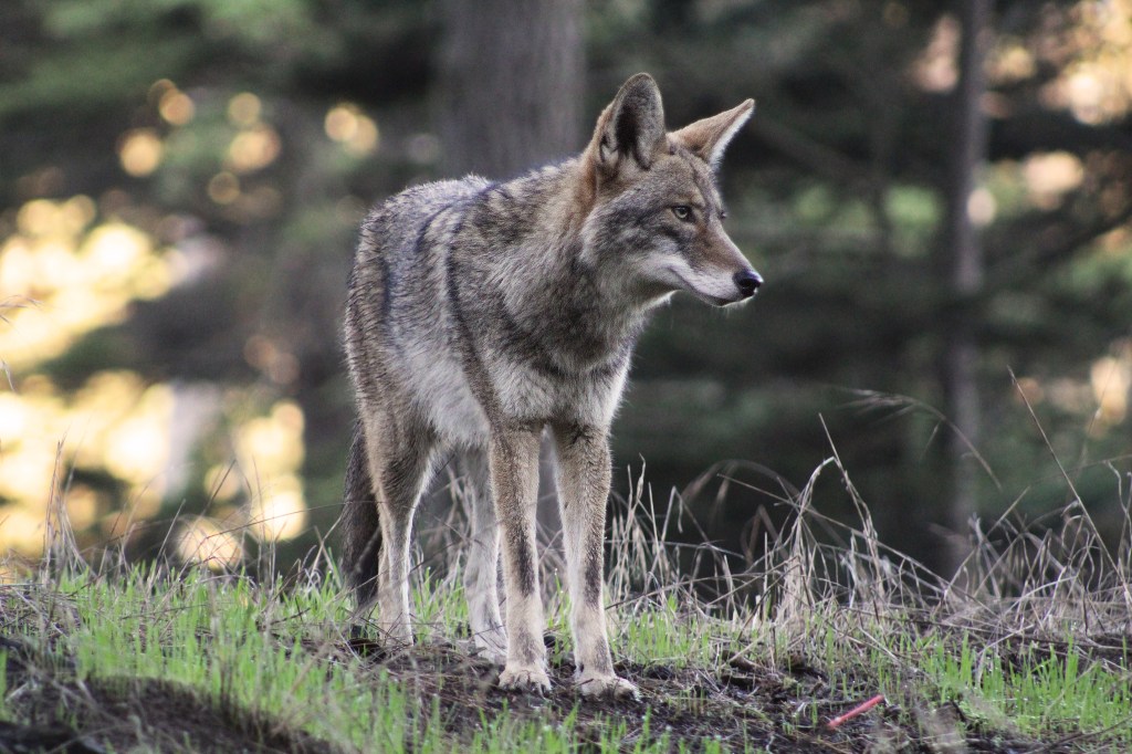 Coyote in the Presidio