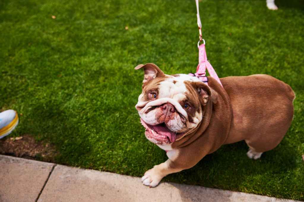 Bulldog with a pink leash